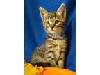 Adopt Havana a Domestic Mediumhair / Mixed (short coat) cat in Metter