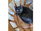 Adopt becca a Black (Mostly) Domestic Shorthair (short coat) cat in Stratford