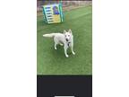 Adopt Sky a White - with Tan, Yellow or Fawn Husky / Mixed dog in La conception