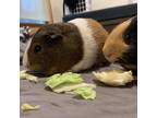 Adopt Gretchen a Guinea Pig small animal in Asheville, NC (34613643)