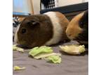 Adopt Dorothy a Guinea Pig small animal in Asheville, NC (34613642)