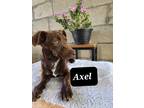 Adopt Axel *Adoption Pending* a Brown/Chocolate Dachshund / Mixed dog in