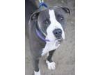 Adopt Jazz a Gray/Blue/Silver/Salt & Pepper American Pit Bull Terrier / Mixed