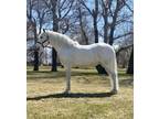 2013 Grey Revised PRE Andalusian mare
