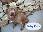 Adopt BABY RUTH a Pit Bull Terrier, Mixed Breed