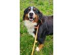 Adopt Paisley a Bernese Mountain Dog