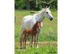 2 n 1 AQHA Grey mare and red roan colt