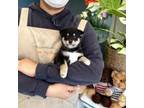 Shiba Inu Puppy for sale in Unknown, , USA