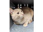 Adopt TEDDY a Tan or Fawn Tabby Domestic Shorthair / Mixed (short coat) cat in