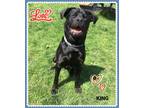 Adopt King a Mastiff / Rottweiler / Mixed dog in Orangeville, ON (34623384)