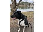 Adopt Bailey a Black - with White Border Collie / German Shepherd Dog dog in