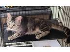 Adopt Joe a Gray or Blue Domestic Shorthair / Domestic Shorthair / Mixed cat in