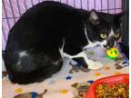 Adopt Brother a All Black Domestic Shorthair / Domestic Shorthair / Mixed cat in