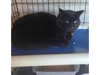 Adopt Thomas a All Black Domestic Shorthair / Domestic Shorthair / Mixed cat in