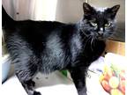 Adopt 36971- Salem a British Shorthair / Mixed cat in Ellicott City
