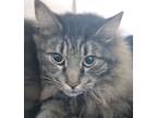 Adopt Tiger a Gray, Blue or Silver Tabby Maine Coon (long coat) cat in