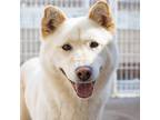 Adopt BANDI (S.Korea) ck a Jindo dog in Langley, BC (34619847)