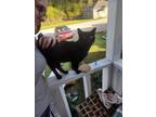 Adopt Jack a Black (Mostly) Bombay / Mixed (short coat) cat in Statesboro