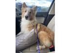 Adopt Kody a Collie / Mixed dog in Denver, CO (34621140)