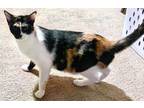 Adopt Mary a Calico or Dilute Calico Calico (short coat) cat in Calabasas