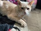 Adopt Abel a Orange or Red (Mostly) Domestic Shorthair (short coat) cat in