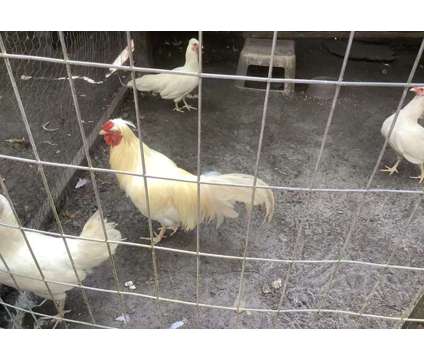 Schijndelaar, hatching eggs and chicks is a Female Baby For Sale in Brooksville FL