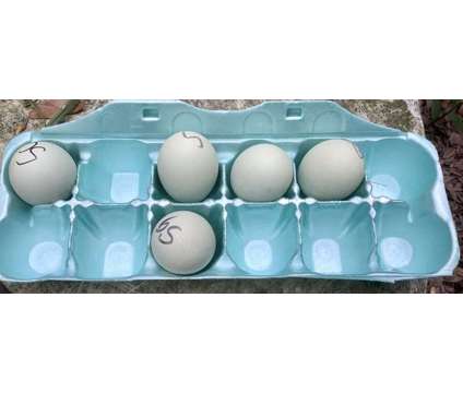 Schijndelaar, hatching eggs and chicks is a Female Baby For Sale in Brooksville FL