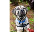 Adopt Bandit a Mastiff / Mixed dog in Maple Ridge, BC (34620454)