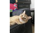 Adopt Tommy A Orange Or Red Tabby Selkirk Rex / Mixed (medium Coat) Cat In San