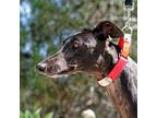 Adopt Reilly a Black Greyhound / Mixed dog in El Cajon, CA (34619854)