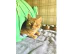 Adopt Eddie a Orange or Red Tabby Domestic Shorthair / Mixed (short coat) cat in