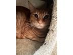 Adopt Finch a Orange or Red Tabby Domestic Shorthair / Mixed (short coat) cat in