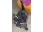 Adopt KITTENS ! a Spotted Tabby/Leopard Spotted American Shorthair (short coat)