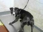 Adopt LOTIUS a American Staffordshire Terrier, Mixed Breed