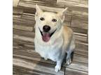 Adopt Miska (bonded with Bubbles) a American Eskimo Dog, Mixed Breed