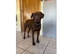 Adopt Doby a Pit Bull Terrier