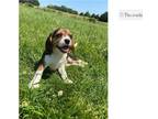 Beaglier Puppy for sale in Springfield, MO, USA