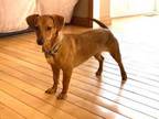 Adopt Penny a Dachshund, Terrier