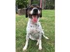 Adopt Snoopy a Beagle, Jack Russell Terrier