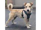 Adopt Nube a Mixed Breed