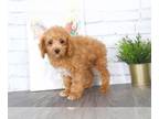 Poochon PUPPY FOR SALE ADN-383366 - Christopher male poochon