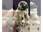 Caucasian Shepherd Dog PUPPY FOR SALE ADN-381203 - Caucasian shepherd puppies