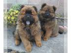 Chow Chow PUPPY FOR SALE ADN-381273 - Chow Chow Puppies