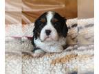 Cavalier King Charles Spaniel PUPPY FOR SALE ADN-383333 - King Charles Cavaliers