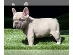 French Bulldog PUPPY FOR SALE ADN-383591 - French bulldog