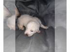 Akbash Dog PUPPY FOR SALE ADN-383677 - Akbash puppies