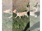 Labrador Retriever DOG FOR ADOPTION ADN-381599 - Yellow Lab