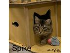Adopt Spike a Domestic Medium Hair