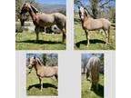 2020 Welsh Pony