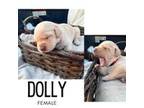 AKC Lab Pup - Dolly